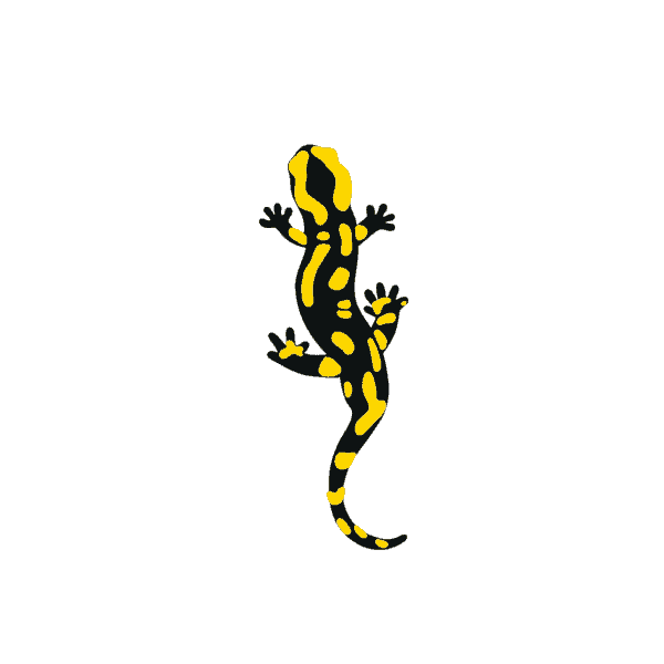 animal_salamander